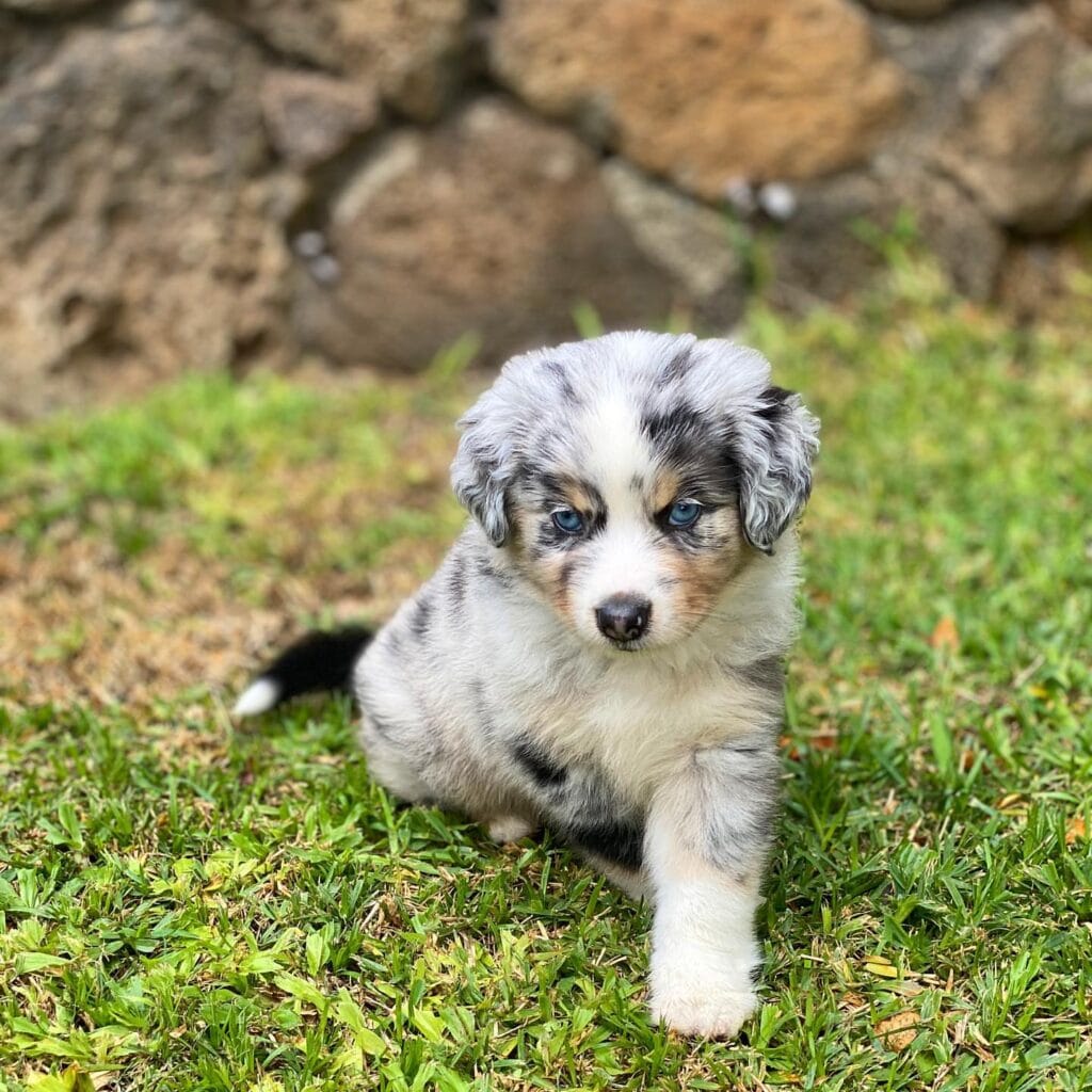 kia red merle mini aussie puppy