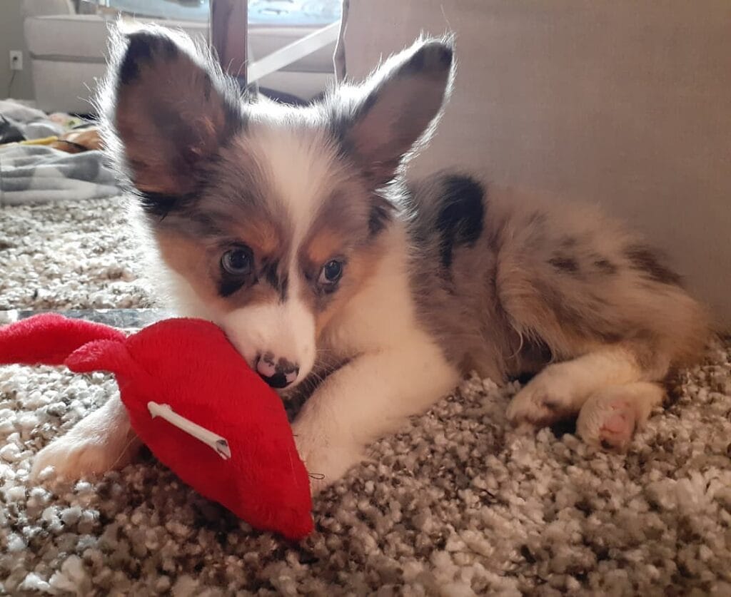 leo mini aussie puppy for sale
