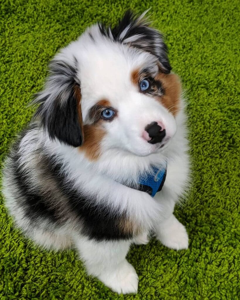 casper mini aussie puppy for sale