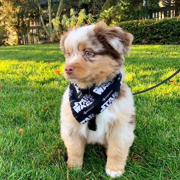 milo red merle mini aussie puppy
