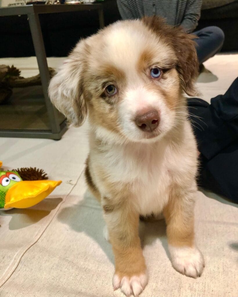 mochi toy aussie puppy for sale