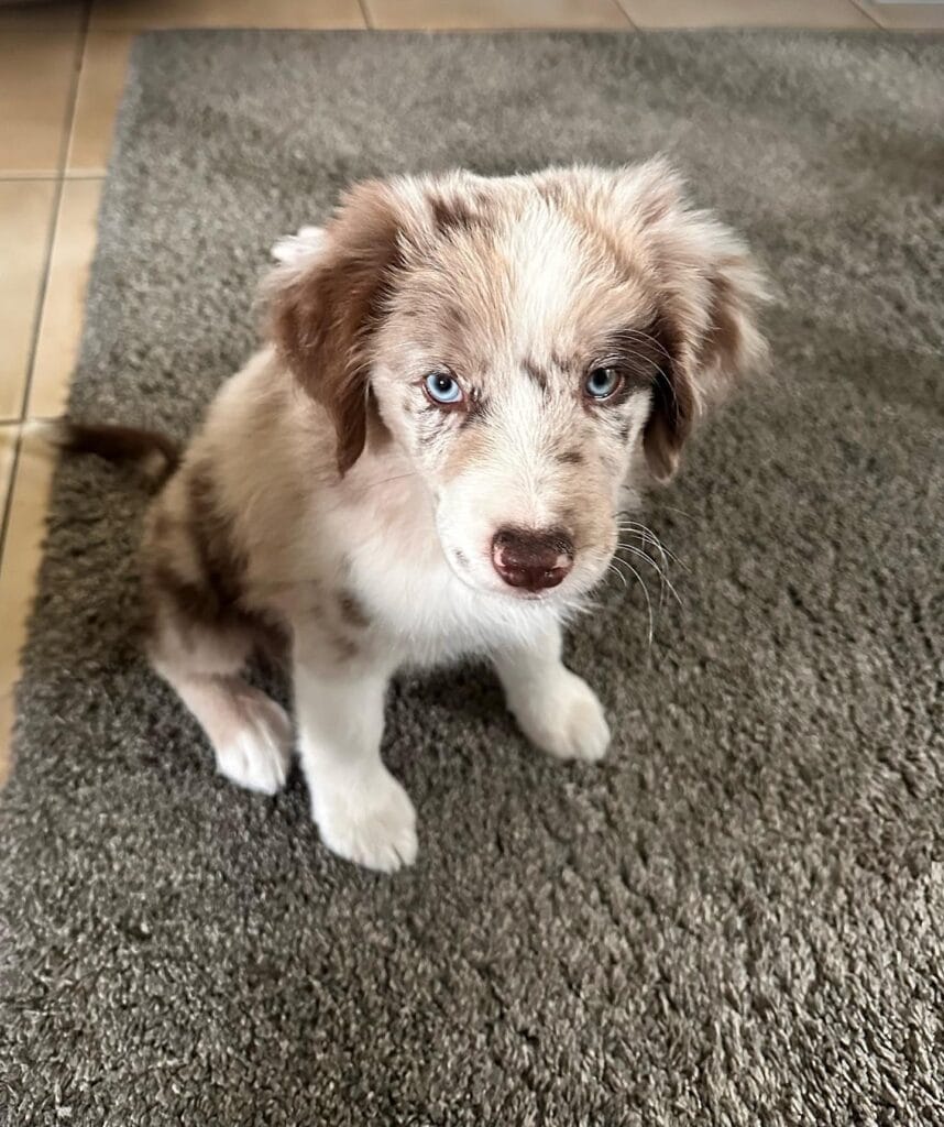 nina blue merle mini aussie puppy