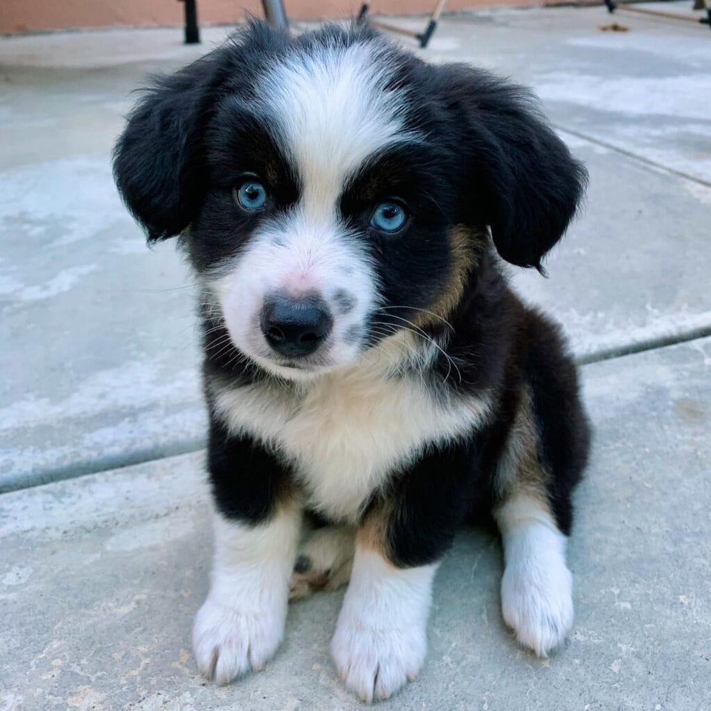 percy mini aussie puppy for sale