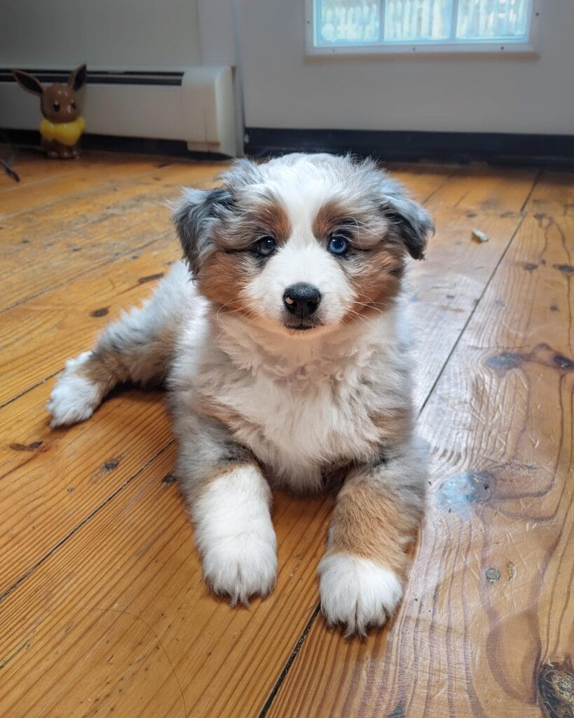 smoke mini aussie puppy for sale