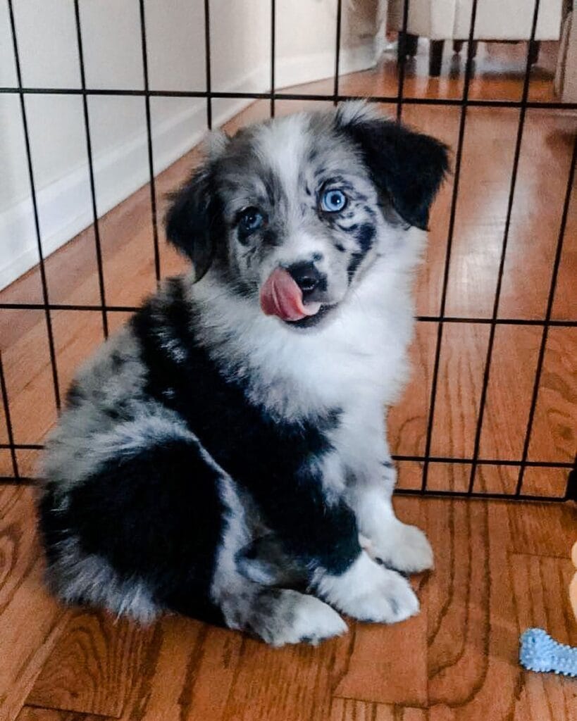 tiki merle mini aussie puppy