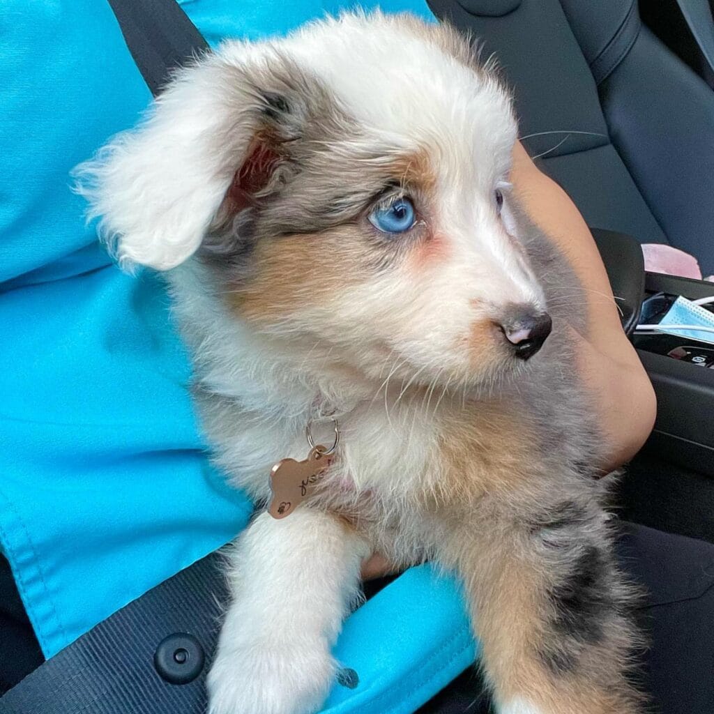 zobear mini aussie puppy for sale